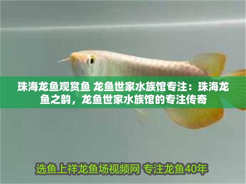 珠海龍魚觀賞魚 龍魚世家水族館專注：珠海龍魚之韻，龍魚世家水族館的專注傳奇