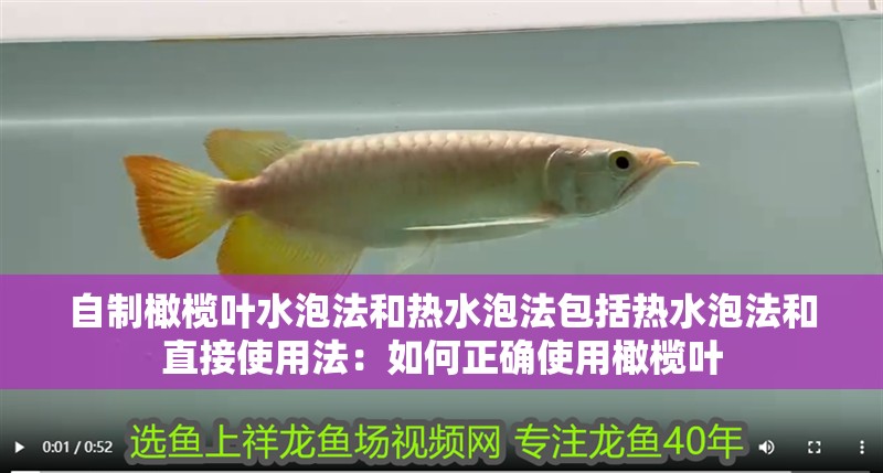 自制橄欖葉水泡法和熱水泡法包括熱水泡法和直接使用法：如何正確使用橄欖葉