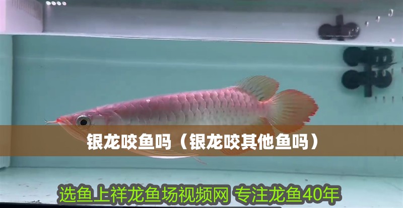 銀龍咬魚嗎（銀龍咬其他魚嗎）