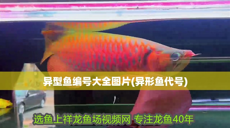 異型魚編號大全圖片(異形魚代號)