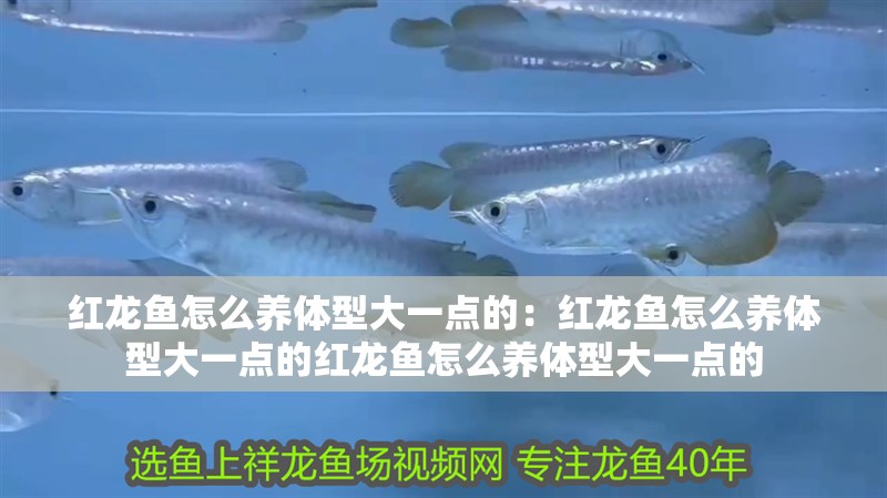 紅龍魚怎么養(yǎng)體型大一點的：紅龍魚怎么養(yǎng)體型大一點的紅龍魚怎么養(yǎng)體型大一點的