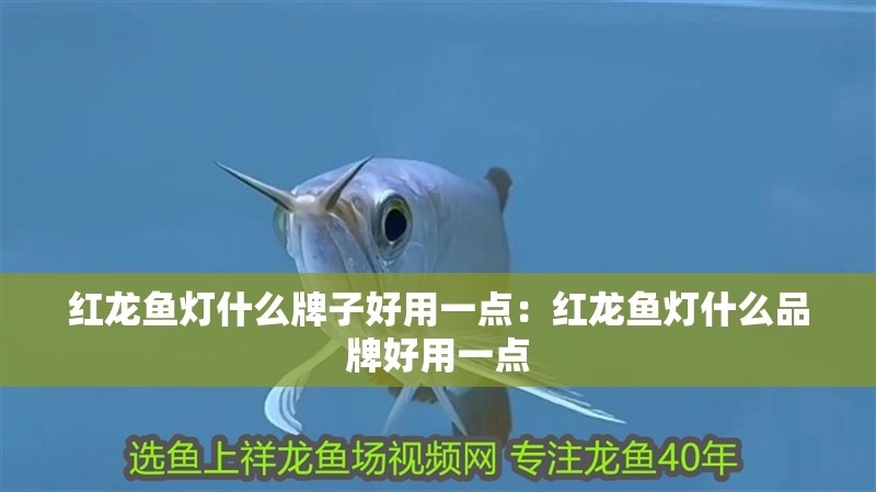 紅龍魚燈什么牌子好用一點：紅龍魚燈什么品牌好用一點