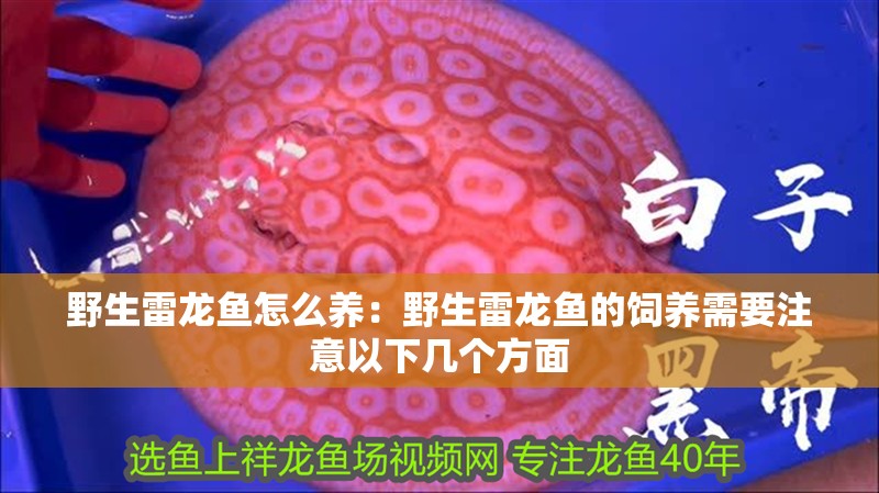 野生雷龍魚怎么養：野生雷龍魚的飼養需要注意以下幾個方面