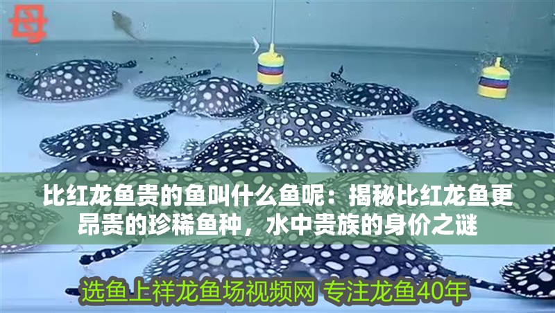 比紅龍魚貴的魚叫什么魚呢：揭秘比紅龍魚更昂貴的珍稀魚種，水中貴族的身價之謎