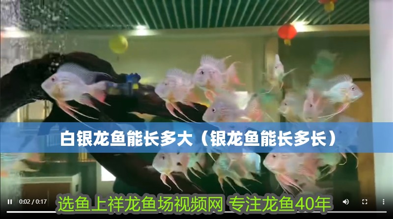 白銀龍魚能長多大（銀龍魚能長多長）