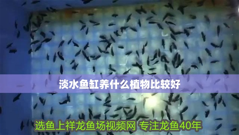 淡水魚缸養什么植物比較好