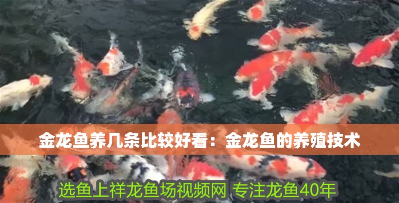 金龍魚養幾條比較好看：金龍魚的養殖技術