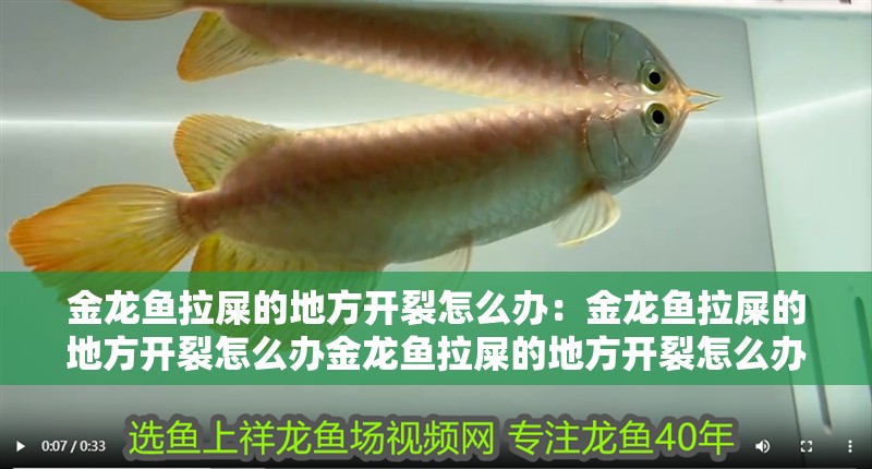 金龍魚拉屎的地方開裂怎么辦：金龍魚拉屎的地方開裂怎么辦金龍魚拉屎的地方開裂怎么辦