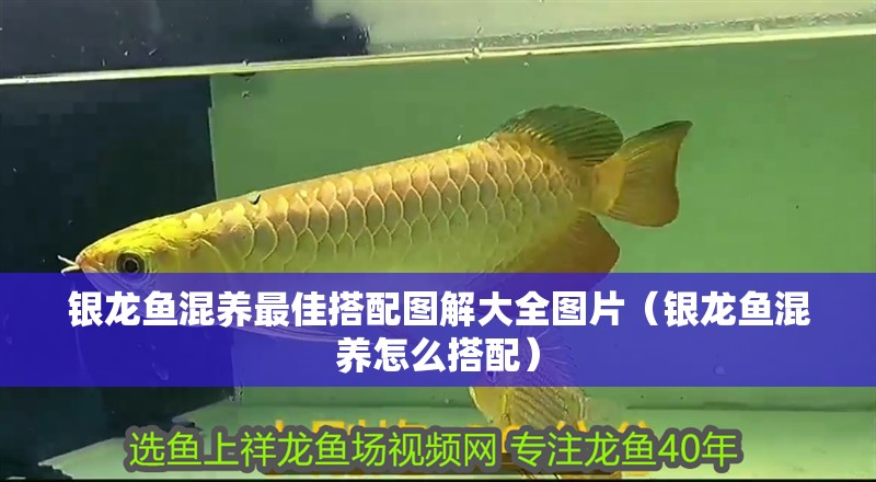 銀龍魚混養(yǎng)最佳搭配圖解大全圖片（銀龍魚混養(yǎng)怎么搭配）