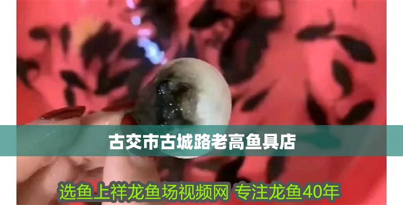 古交市古城路老高魚具店