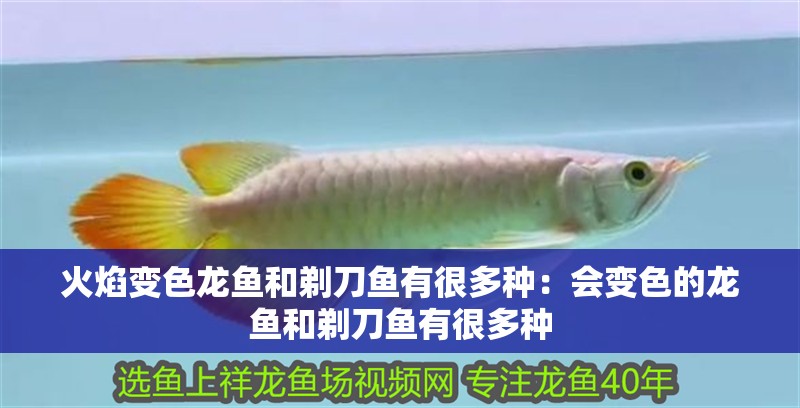 新到家的小虎魚 火焰變色龍魚和剃刀魚有很多種:會變色的龍魚和剃刀魚有很多種 龍魚百科 火焰變色龍魚和剃刀魚有很多種:會變色的龍魚和剃刀魚有很多種 火焰變色龍魚和剃刀魚有很多種:會變色的龍魚和剃刀魚有很多種 龍魚百科