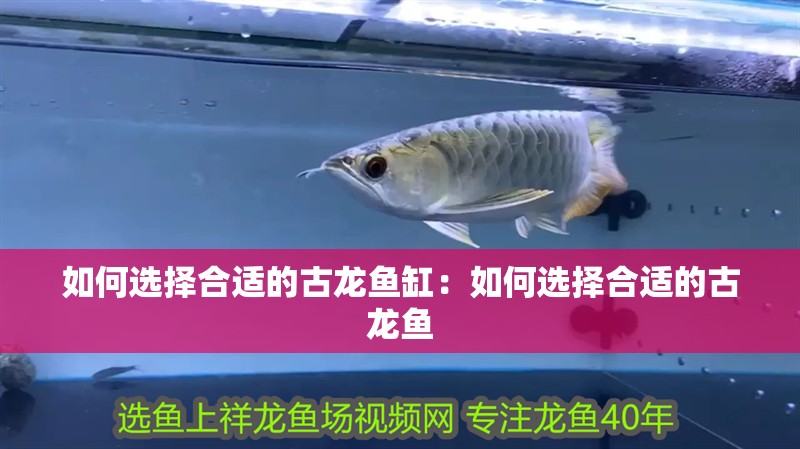 如何選擇合適的古龍魚缸：如何選擇合適的古龍魚