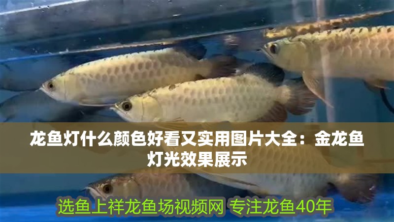 龍魚燈什么顏色好看又實用圖片大全：金龍魚燈光效果展示