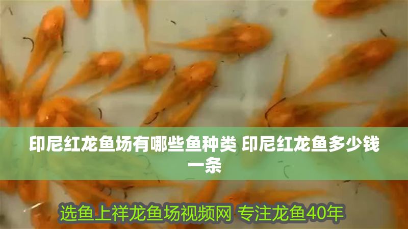 印尼紅龍魚場有哪些魚種類 印尼紅龍魚多少錢一條