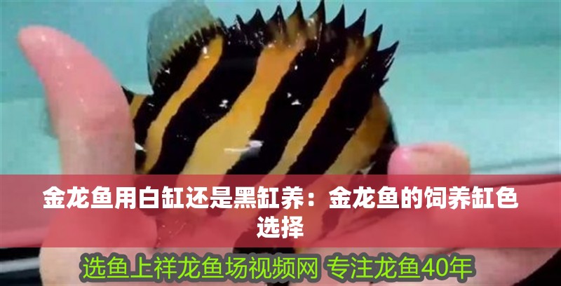 金龍魚用白缸還是黑缸養：金龍魚的飼養缸色選擇