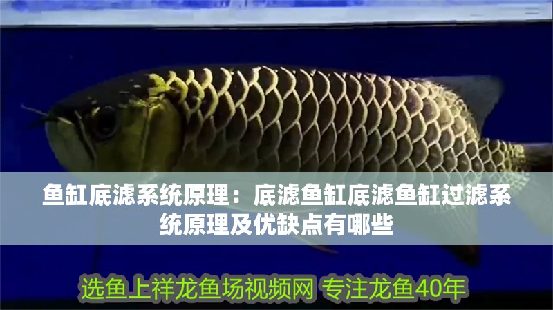 魚缸底濾系統原理：底濾魚缸底濾魚缸過濾系統原理及優缺點有哪些