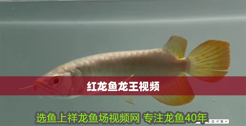 紅龍魚龍王視頻