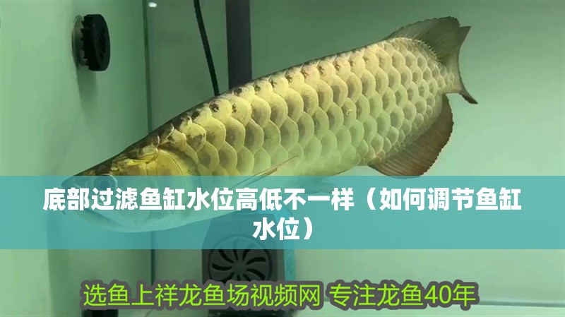 底部過濾魚缸水位高低不一樣（如何調節魚缸水位）