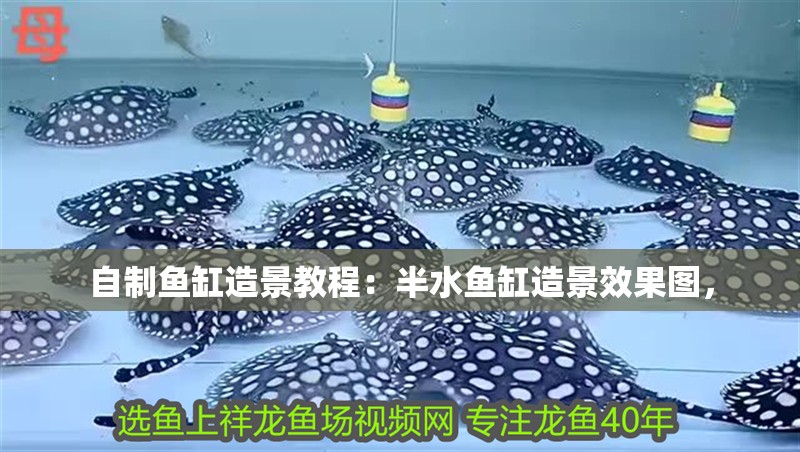 自制魚缸造景教程：半水魚缸造景效果圖，