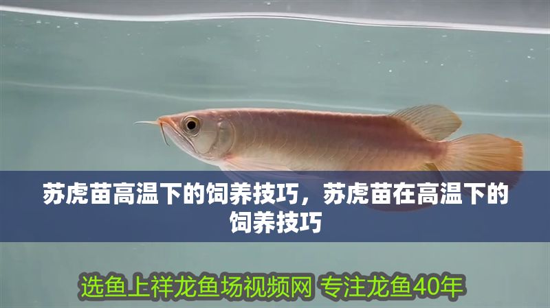 蘇虎苗高溫下的飼養技巧，蘇虎苗在高溫下的飼養技巧