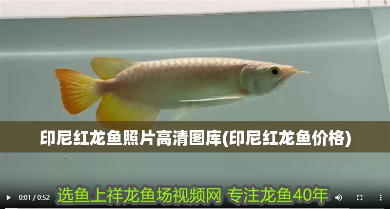 印尼紅龍魚照片高清圖庫(印尼紅龍魚價格)