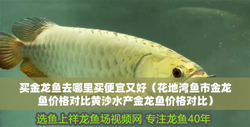 買金龍魚去哪里買便宜又好（花地灣魚市金龍魚價格對比黃沙水產金龍魚價格對比）