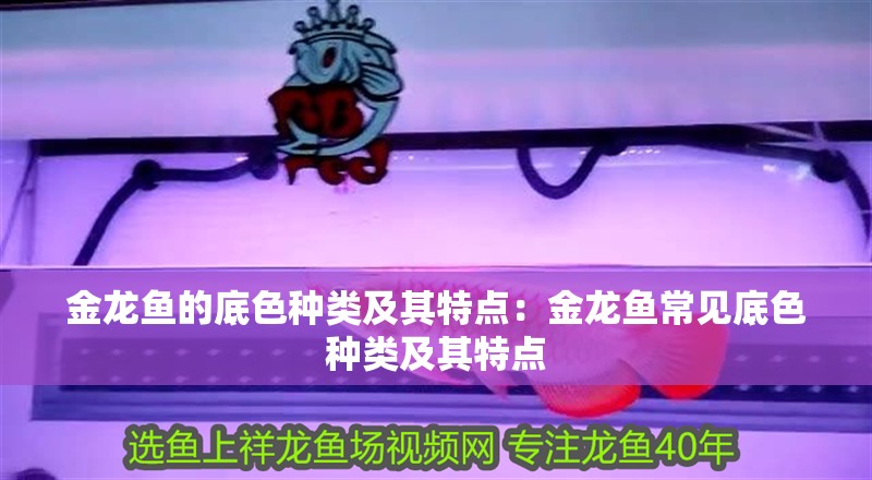 金龍魚的底色種類及其特點：金龍魚常見底色種類及其特點