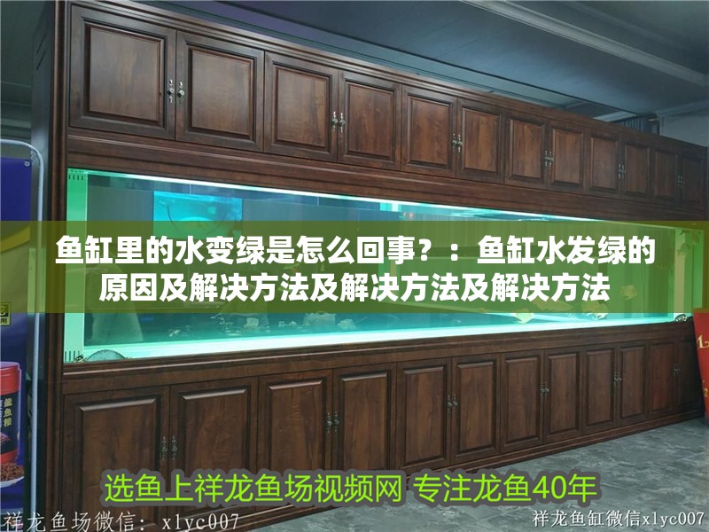 魚缸里的水變綠是怎么回事？：魚缸水發綠的原因及解決方法及解決方法及解決方法