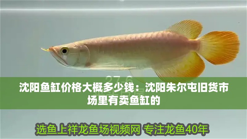 沈陽(yáng)魚缸價(jià)格大概多少錢：沈陽(yáng)朱爾屯舊貨市場(chǎng)里有賣魚缸的