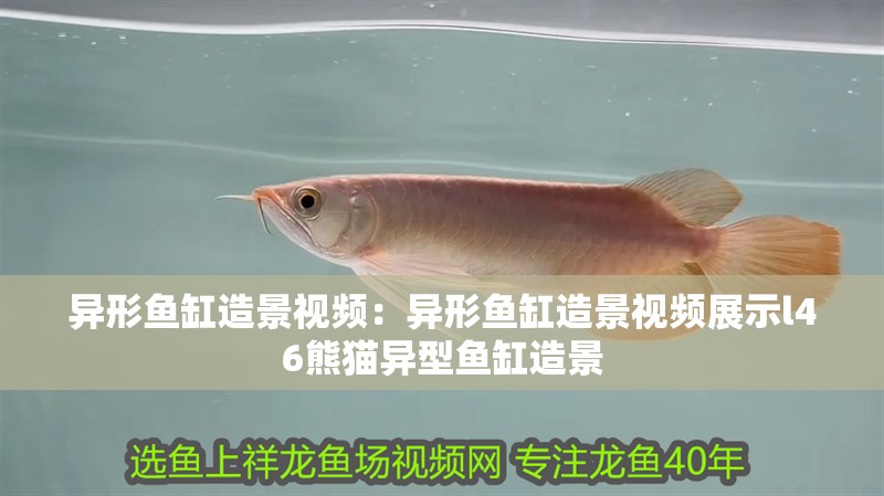 異形魚缸造景視頻：異形魚缸造景視頻展示l46熊貓異型魚缸造景
