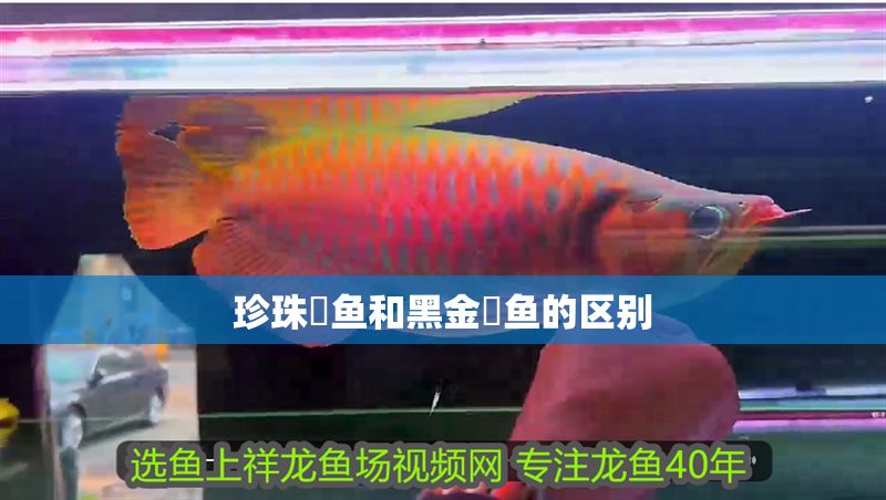 珍珠魟魚和黑金魟魚的區別