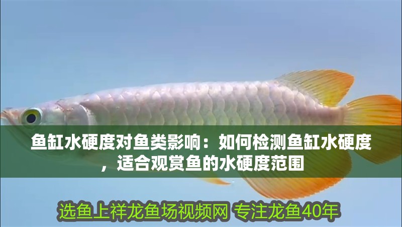 魚缸水硬度對魚類影響：如何檢測魚缸水硬度，適合觀賞魚的水硬度范圍