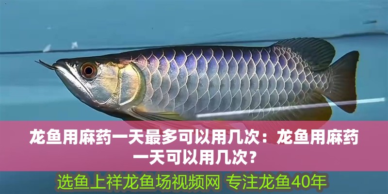 龍魚用麻藥一天最多可以用幾次：龍魚用麻藥一天可以用幾次？