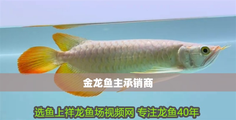 金龍魚主承銷商