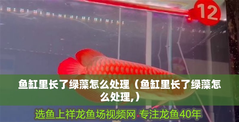 魚缸里長了綠藻怎么處理（魚缸里長了綠藻怎么處理,）