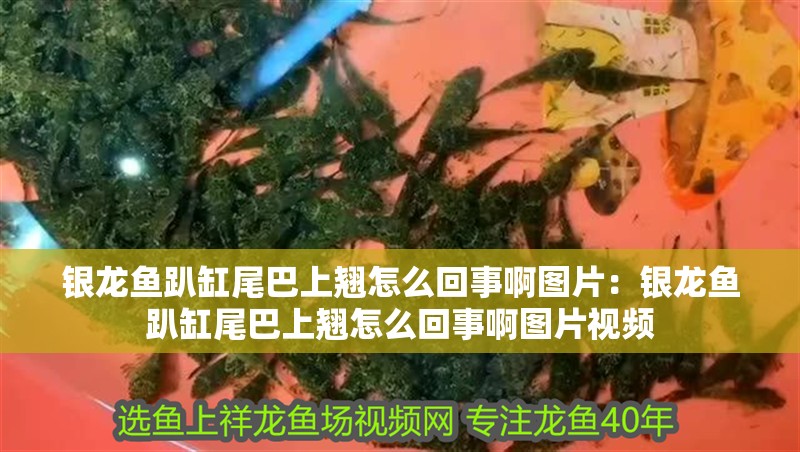 銀龍魚趴缸尾巴上翹怎么回事啊圖片：銀龍魚趴缸尾巴上翹怎么回事啊圖片視頻