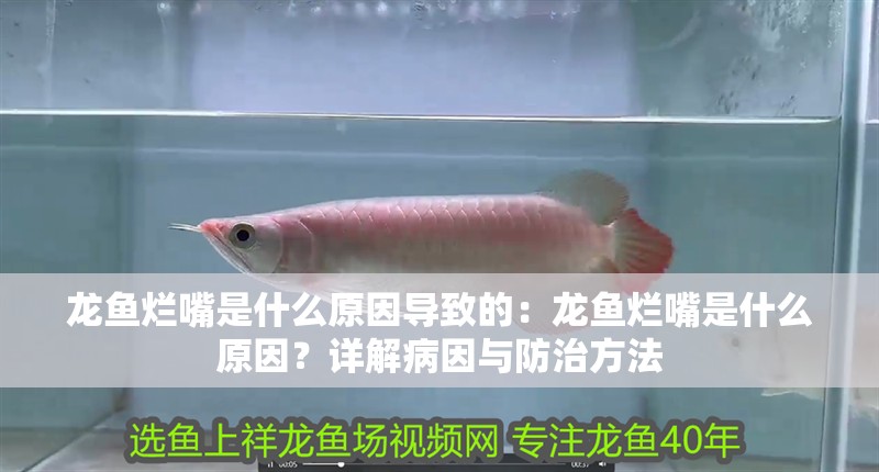 龍魚爛嘴是什么原因導致的：龍魚爛嘴是什么原因？詳解病因與防治方法