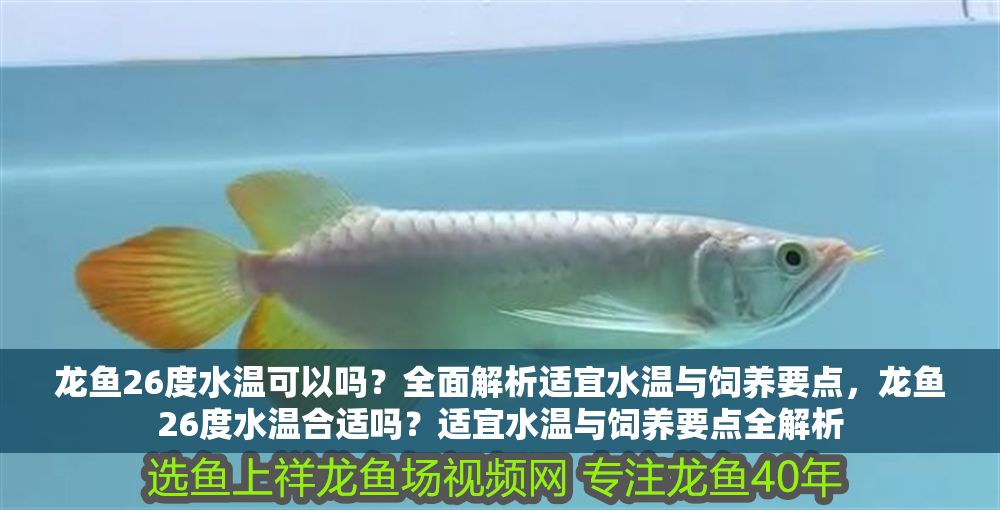 龍魚26度水溫可以嗎？全面解析適宜水溫與飼養要點，龍魚26度水溫合適嗎？適宜水溫與飼養要點全解析