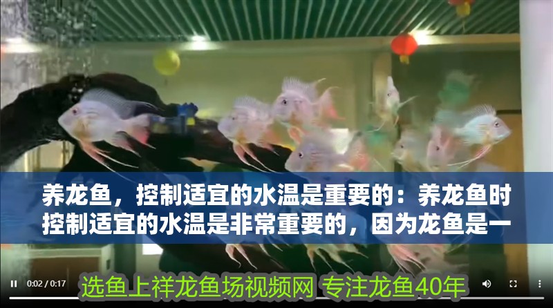 養龍魚，控制適宜的水溫是重要的：養龍魚時控制適宜的水溫是非常重要的，因為龍魚是一種熱帶淡水魚