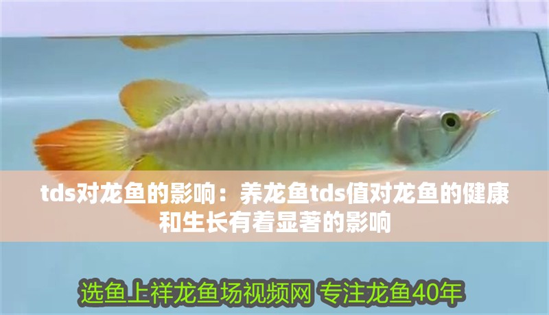 tds對龍魚的影響：養龍魚tds值對龍魚的健康和生長有著顯著的影響