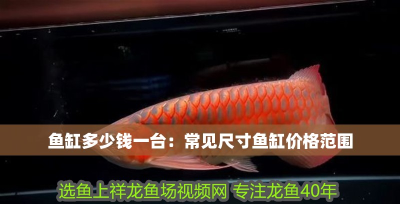魚缸多少錢一臺：常見尺寸魚缸價格范圍