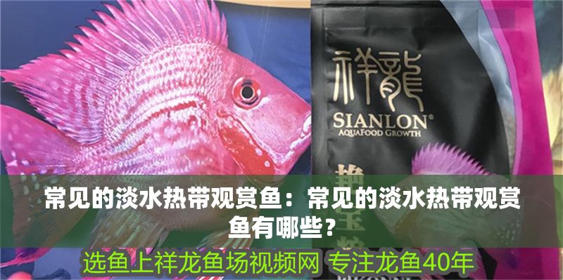 常見的淡水熱帶觀賞魚：常見的淡水熱帶觀賞魚有哪些？
