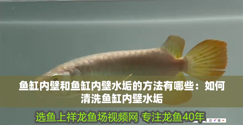 魚缸內(nèi)壁和魚缸內(nèi)壁水垢的方法有哪些：如何清洗魚缸內(nèi)壁水垢