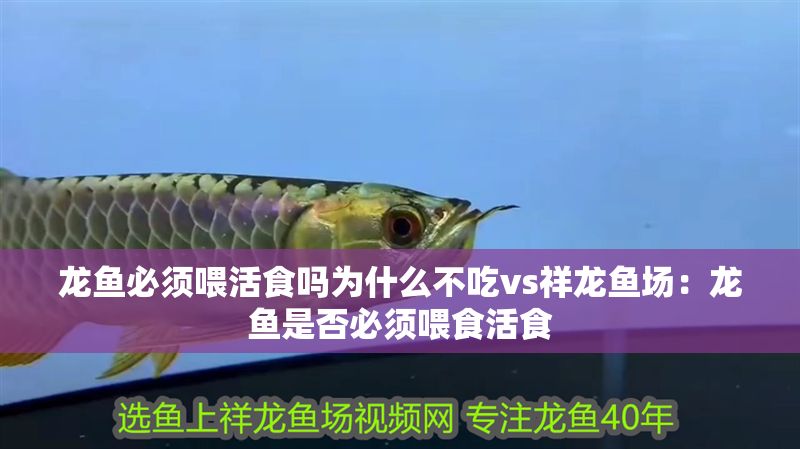 龍魚必須喂活食嗎為什么不吃vs祥龍魚場：龍魚是否必須喂食活食