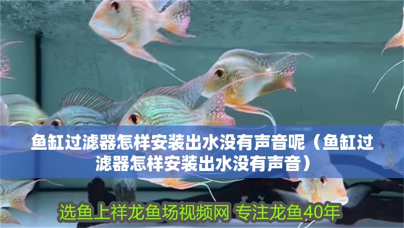 魚缸過濾器怎樣安裝出水沒有聲音呢（魚缸過濾器怎樣安裝出水沒有聲音）