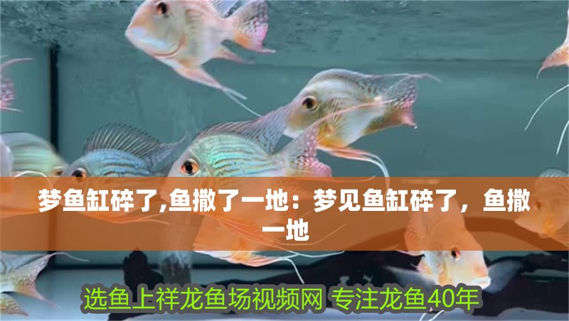 夢魚缸碎了,魚撒了一地：夢見魚缸碎了，魚撒一地