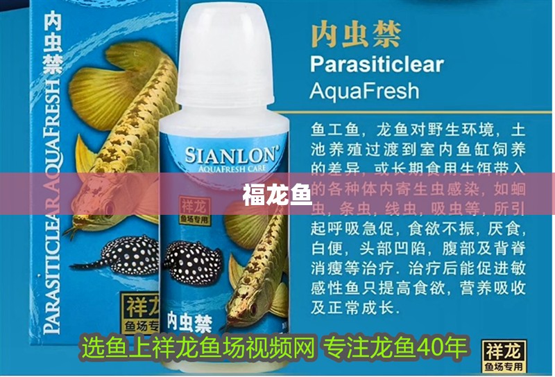 福龍魚 福龍魚 龍魚論壇