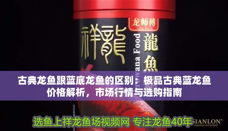 古典龍魚跟藍底龍魚的區別：極品古典藍龍魚價格解析，市場行情與選購指南