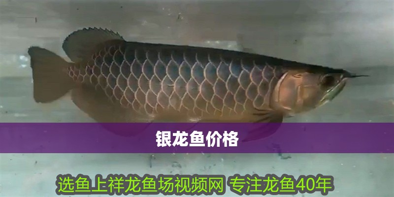 銀龍魚價格