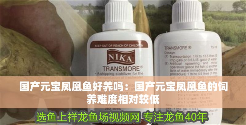 國(guó)產(chǎn)元寶鳳凰魚(yú)好養(yǎng)嗎：國(guó)產(chǎn)元寶鳳凰魚(yú)的飼養(yǎng)難度相對(duì)較低